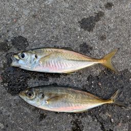 アジ