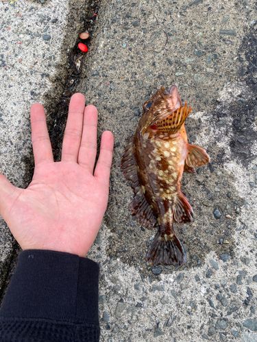 カサゴの釣果