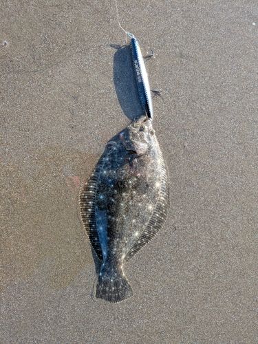 ソゲの釣果