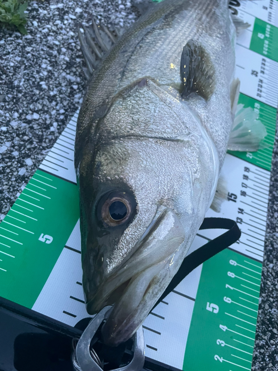 SHIMANO 20ルナミス S86MLの最安値・インプレ・釣果 | 本音の