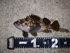 オウゴンムラソイの釣果