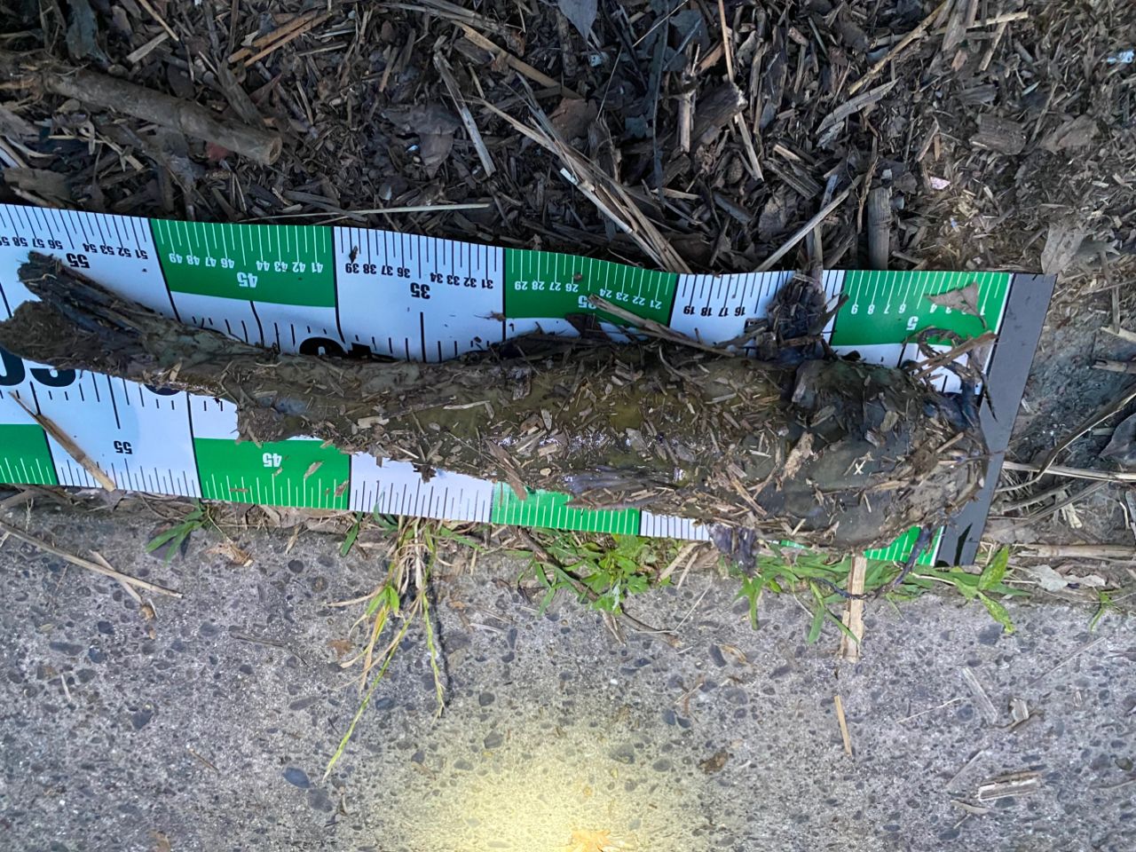 アメリカナマズ