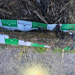 アメリカナマズ