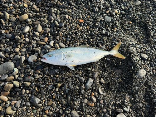 ワカシの釣果