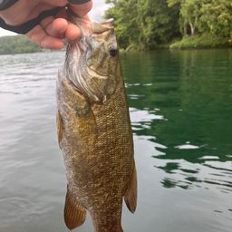 スモールマウスバス