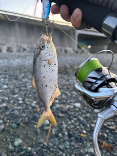 ショゴの釣果