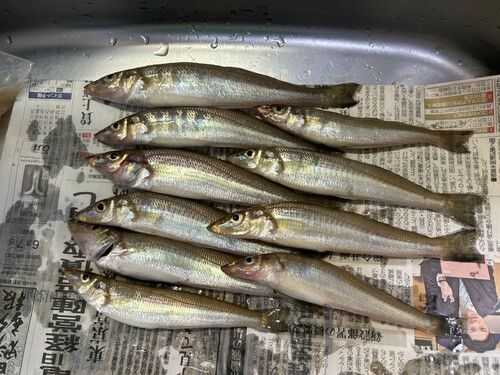 シロギスの釣果