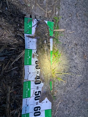 アメリカナマズの釣果