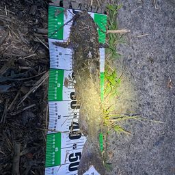 アメリカナマズ