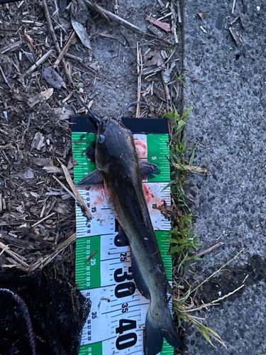 アメリカナマズの釣果