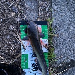 アメリカナマズ