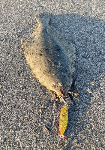 ソゲの釣果