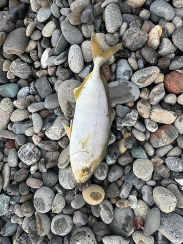 カンパチの釣果