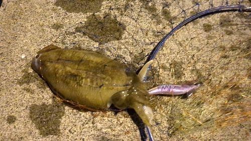 ハリイカの釣果