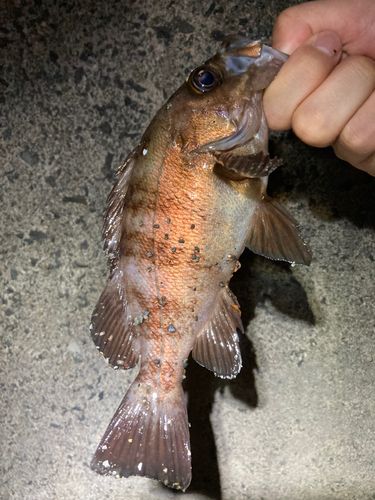 メバルの釣果