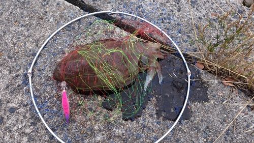 モンゴウイカの釣果