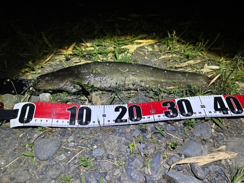ナマズの釣果