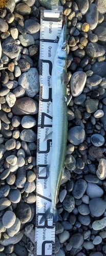 ダツの釣果