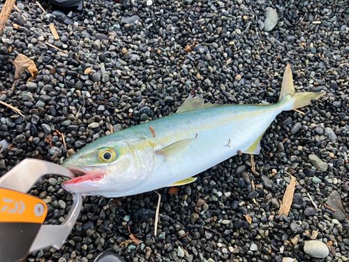 ワカシの釣果