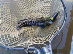 ライギョの釣果