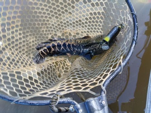 ライギョの釣果