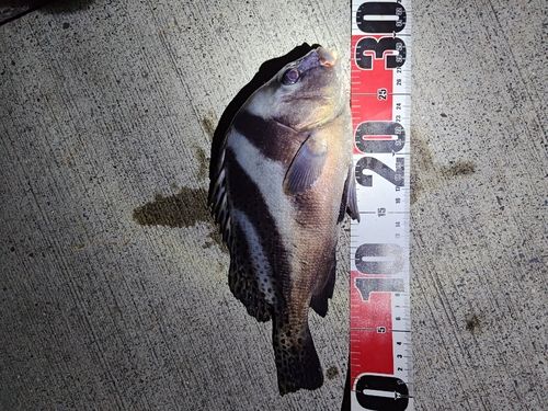 コショウダイの釣果