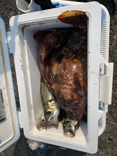 キジハタの釣果