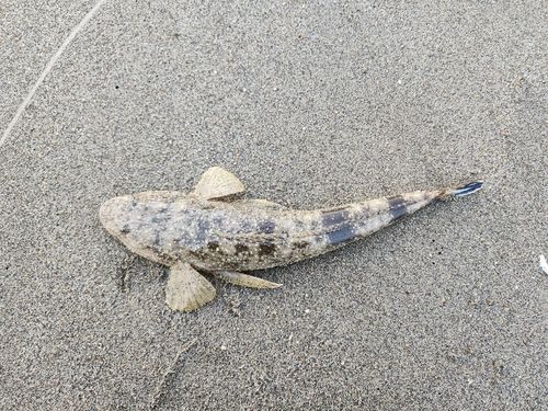 マゴチの釣果