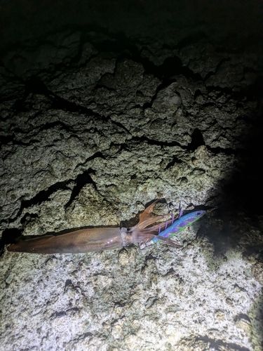 シマメイカの釣果