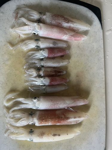 ヒイカの釣果