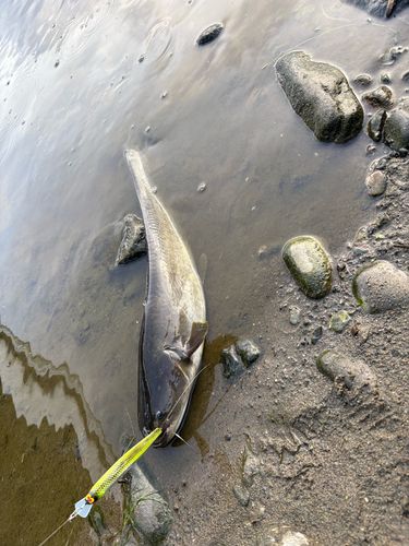 ナマズの釣果