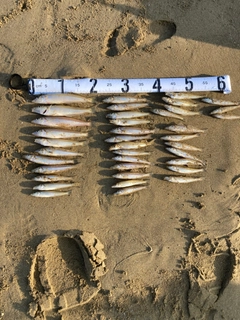 シロギスの釣果