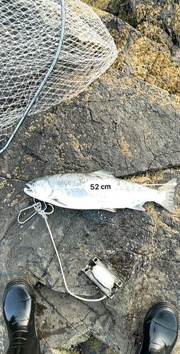 サクラマスの釣果