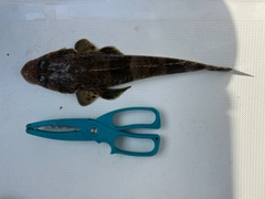 マゴチの釣果