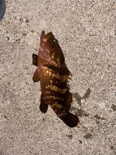 キジハタの釣果