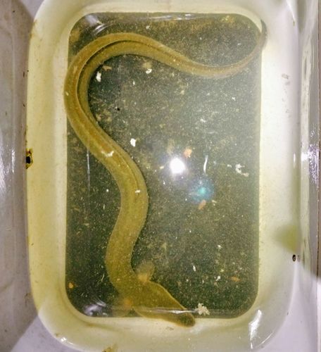 ウナギの釣果