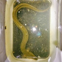 ウナギ
