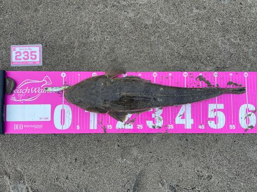 マゴチの釣果