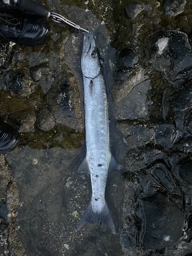 オニカマスの釣果
