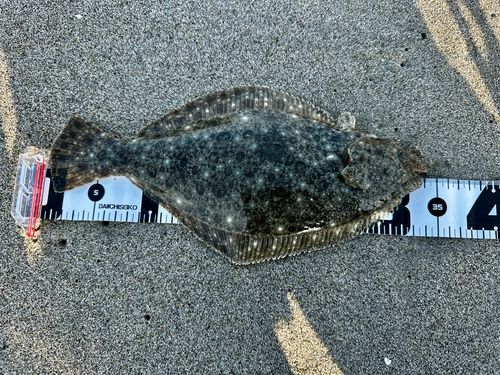 マゴチの釣果