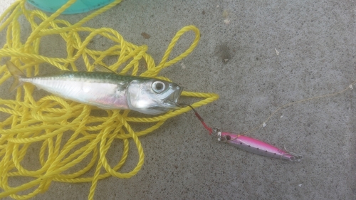 サバの釣果