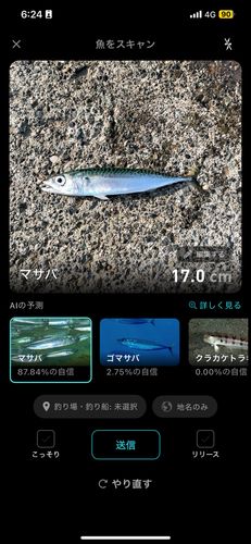 エイの釣果