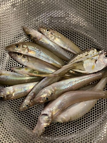 キスの釣果