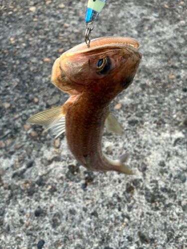 エソの釣果