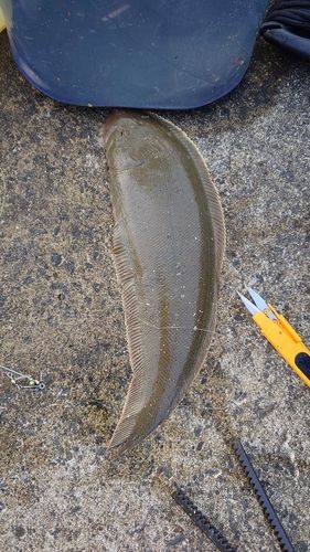 シタビラメの釣果