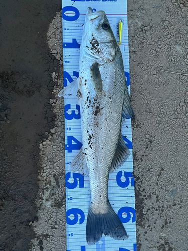 スズキの釣果