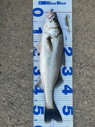 スズキの釣果
