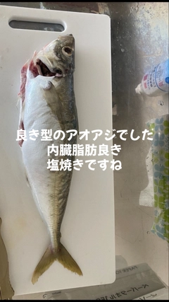 アオアジの釣果