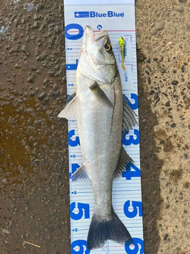 スズキの釣果
