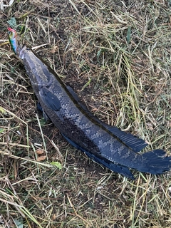 ライギョの釣果